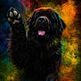 animal, black_dog, celebration, closeup, colorful, colorful_powder, dog, explosion, fun, fur, grass, joy, nature, outdoor, paw, playful, portrait, rainbow_colors, tongue_out, vibrant