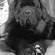 Neptune participe au concours pour gagner de l'argent avec cette photo : animal, big_dog, black_dog, calm, canine, close_up, companion, cute, dog, domestic_animal, fluffy_fur, fur, indoor, large_paws, laying_down, mammal, pet, portrait, relaxed, tiled_floor