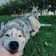 Talya participe au concours pour gagner de l'argent avec cette photo : animal, canine, daylight, dog, ears, fur, grass, greenery, husky, leaf, lying_down, nature, nose, outdoor, paw, pet, relaxed, sitting, snout, trees