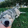 animal, canine, daylight, dog, ears, fur, grass, greenery, husky, leaf, lying_down, nature, nose, outdoor, paw, pet, relaxed, sitting, snout, trees