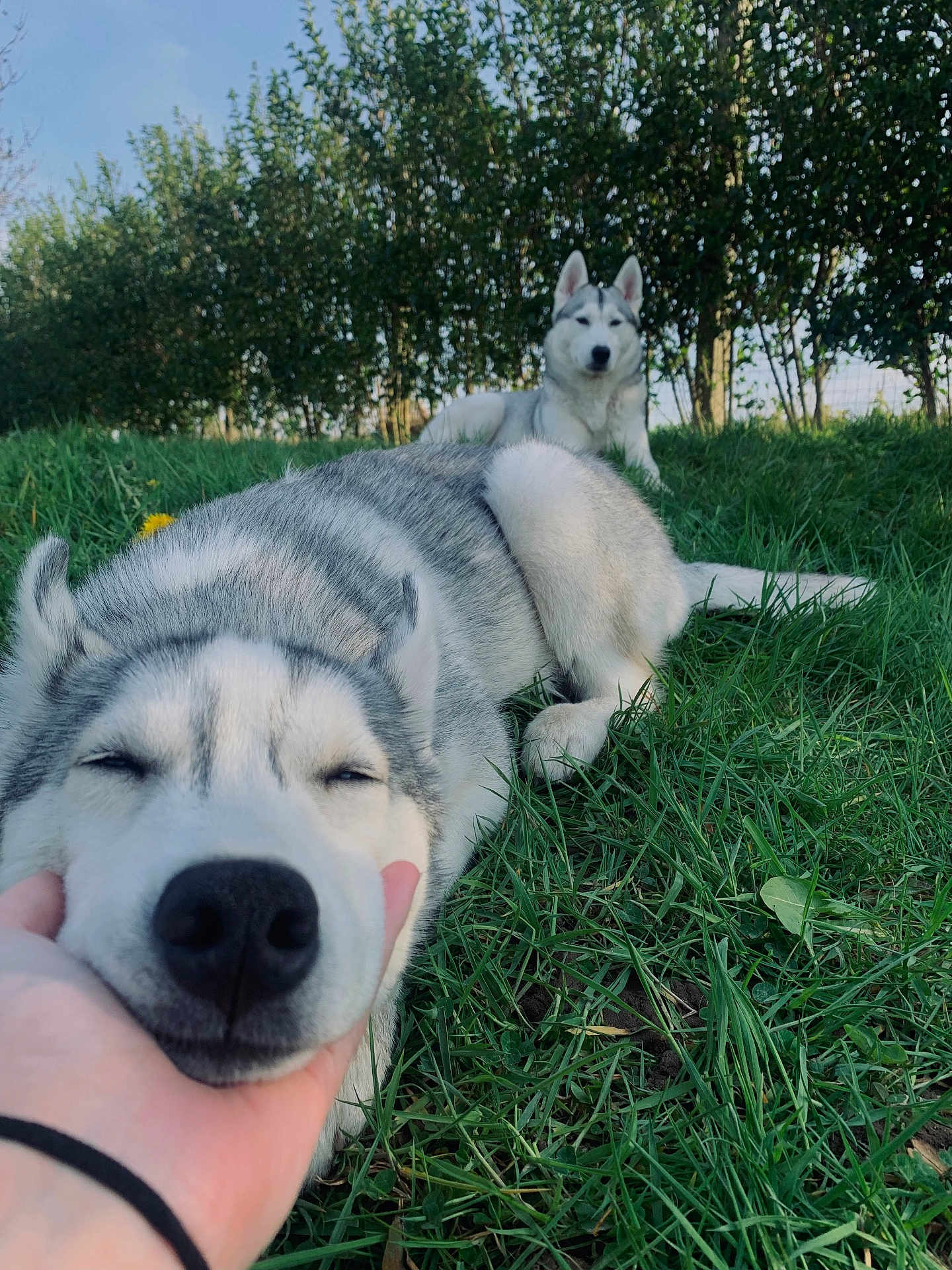 Talya participe au concours pour gagner de l'argent avec cette photo : animal, canine, daylight, dog, ears, fur, grass, greenery, husky, leaf, lying_down, nature, nose, outdoor, paw, pet, relaxed, sitting, snout, trees