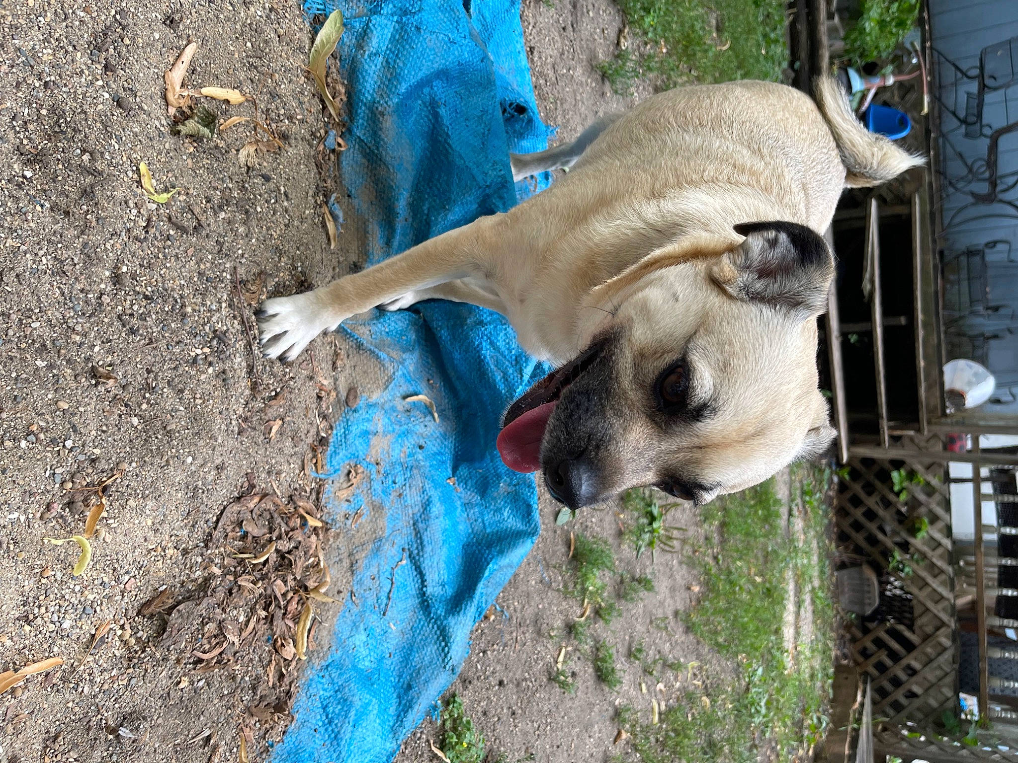 King Louie joined the competition — help win amazing prizes! blue, canidae, carnivore, dog, dog_breed, electric_blue, fawn, felidae, fence, goats, grass, livestock, marsupial, recreation, snout, soil, sporting_group, terrestrial_animal, wildlife, working_animal