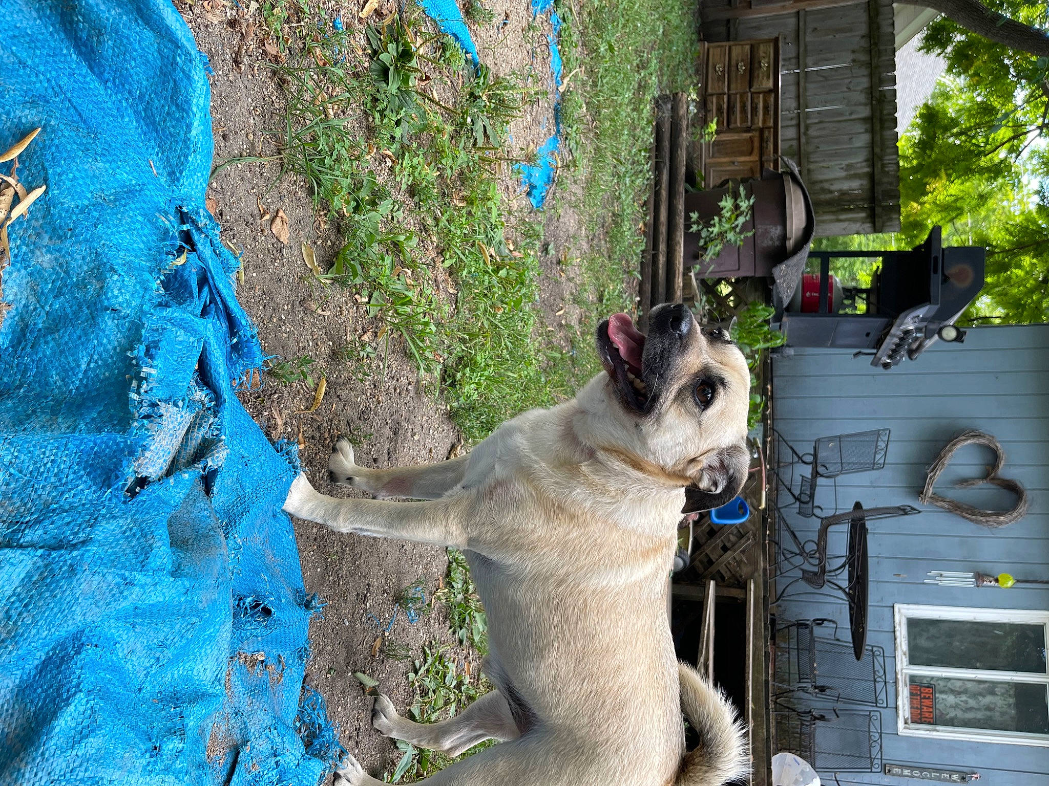 King Louie joined the competition — help win amazing prizes! blue, canidae, carnivore, collar, companion_dog, dog, dog_breed, dog_collar, electric_blue, fawn, felidae, grass, plant, small_to_medium_sized_cats, snout, sporting_group, tail, tree, whiskers, working_animal