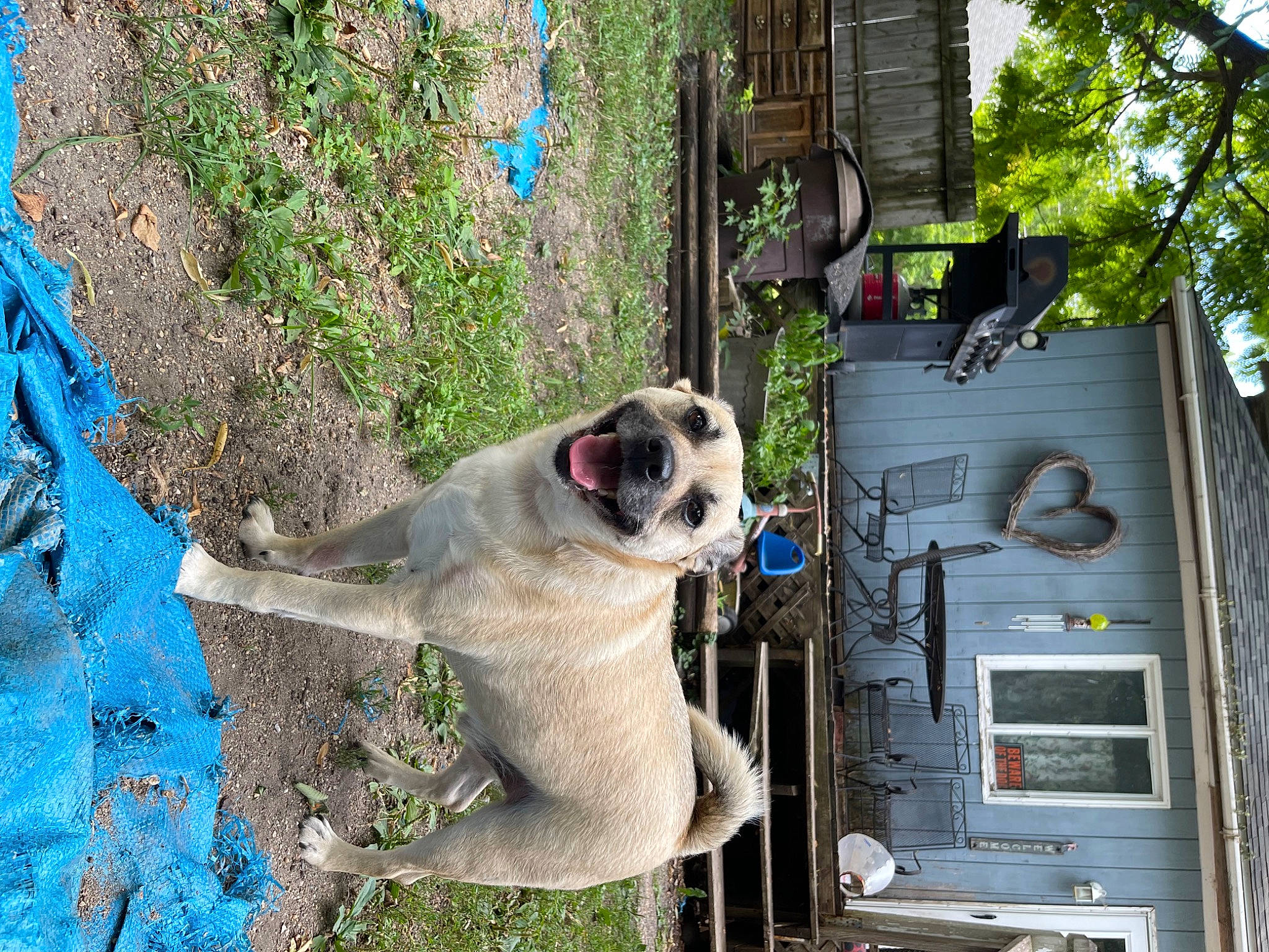 King Louie joined the competition — help win amazing prizes! blue, carnivore, collar, companion_dog, dog, dog_breed, dog_collar, dog_supply, fawn, fur, gas, grass, pet_supply, plant, snout, sporting_group, tail, tree, window, working_animal