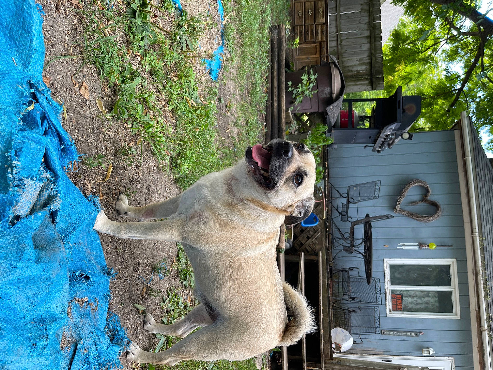 King Louie joined the competition — help win amazing prizes! blue, canidae, carnivore, cat, domestic_short_haired_cat, facade, fawn, felidae, fur, gas, grass, green, plant, small_to_medium_sized_cats, snout, street, tail, tree, whiskers, wood