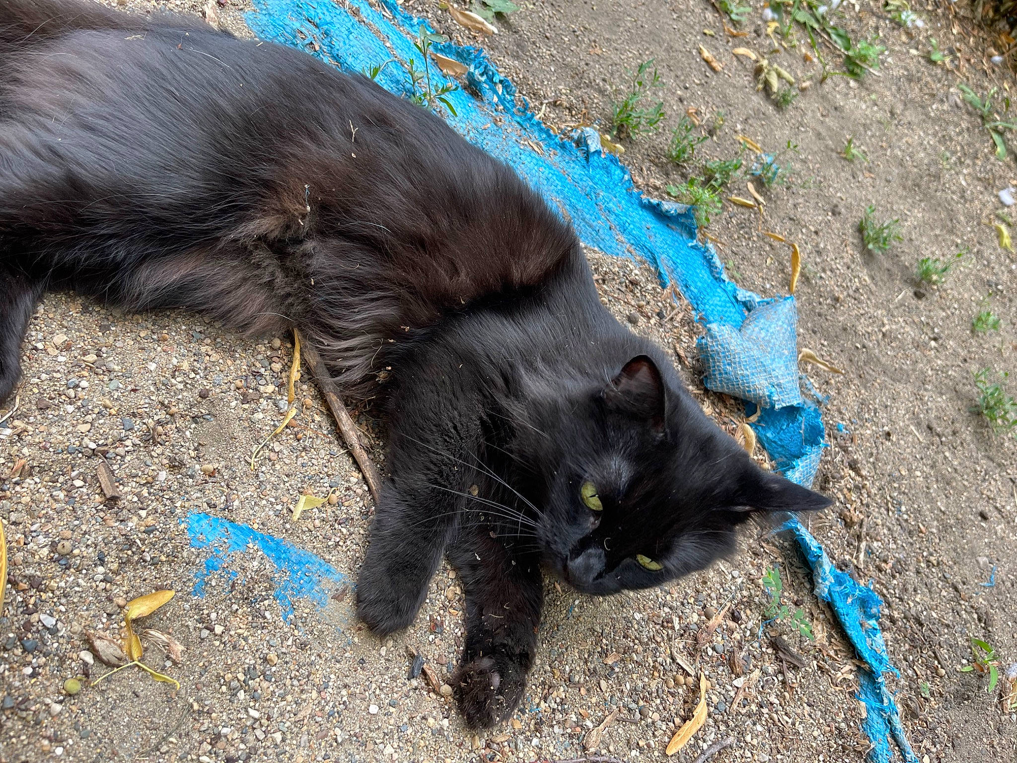 Baby is registered to the contest to win money with this photo: art, black_cat, bombay, carnivore, cat, claw, dog_breed, domestic_short_haired_cat, felidae, fur, grass, paw, plant, road_surface, small_to_medium_sized_cats, soil, sporting_group, tail, terrestrial_animal, whiskers