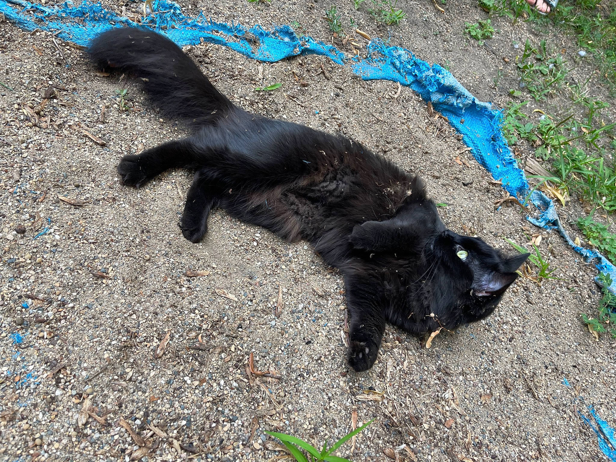 Baby is registered to the contest to win money with this photo: asphalt, black_cat, canidae, carnivore, claw, dog_breed, fur, grass, groundcover, raven, road_surface, shadow, sidewalk, soil, sporting_group, tail, tar, terrestrial_animal, tints_and_shades, working_animal