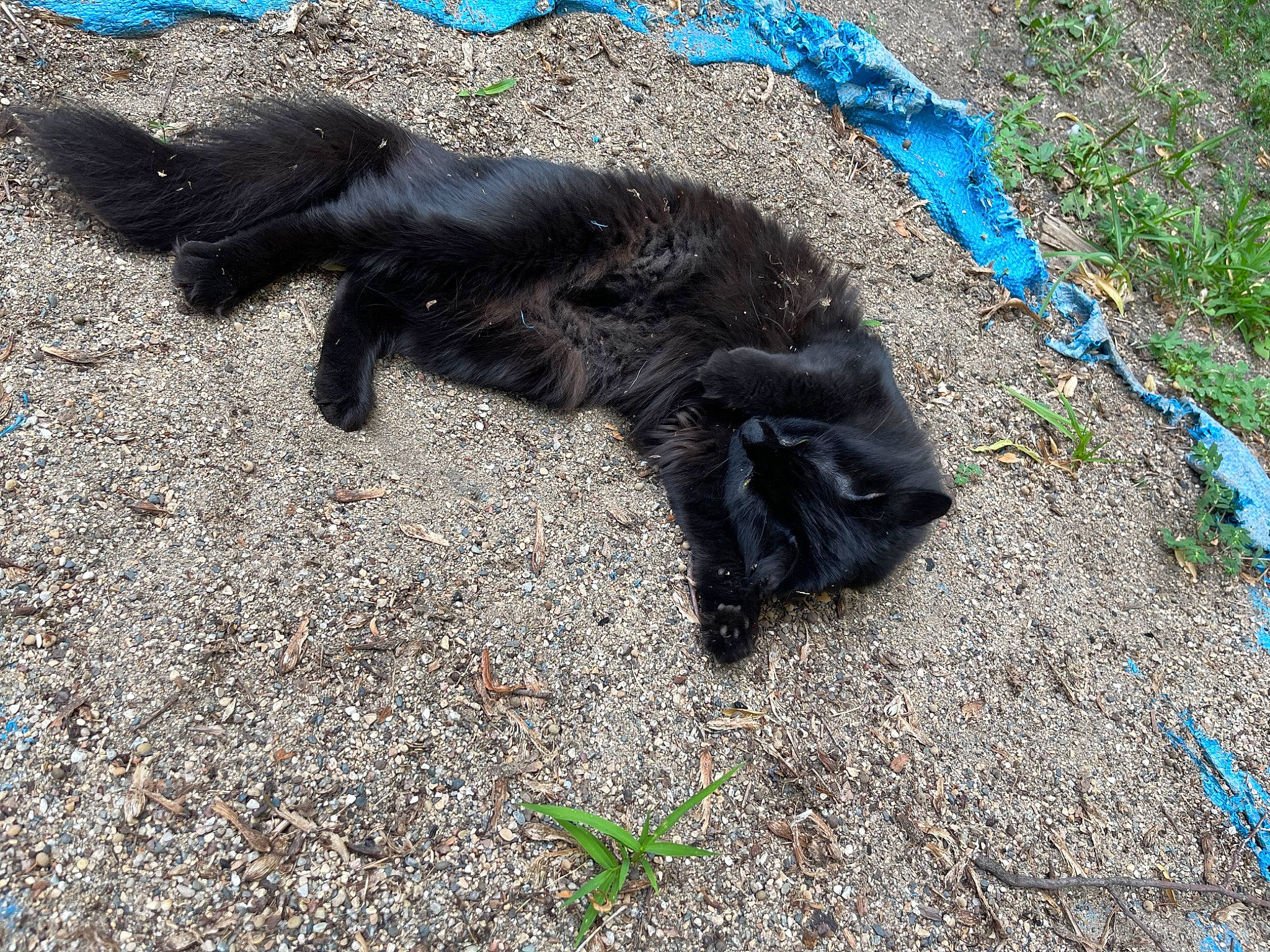 Baby joined the competition — help win amazing prizes! asphalt, black_cat, bombay, canidae, carnivore, cat, claw, dog_breed, domestic_short_haired_cat, felidae, fur, grass, groundcover, road_surface, shadow, small_to_medium_sized_cats, soil, sporting_group, tail, terrestrial_animal