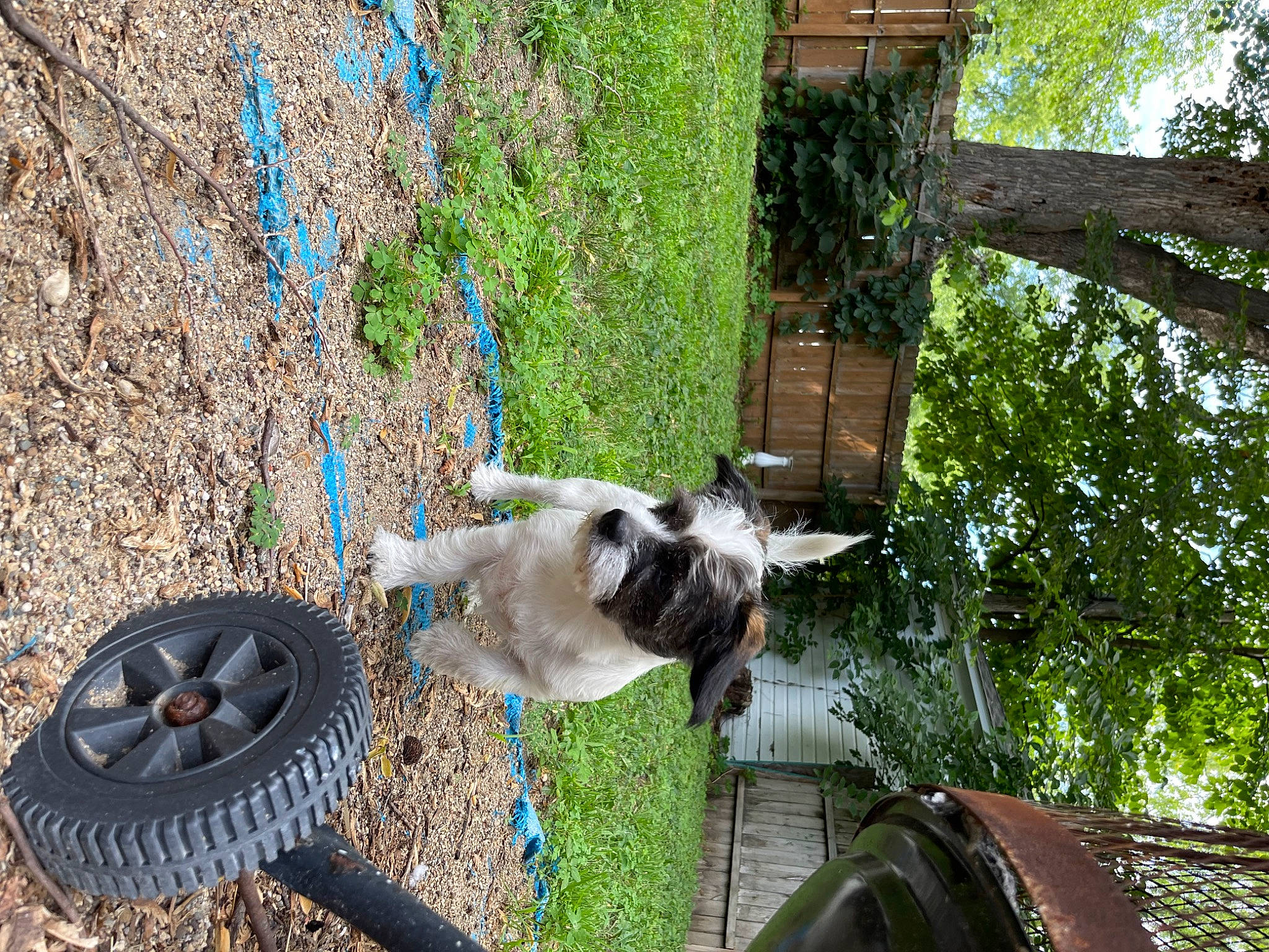 Theo is registered to the contest to win money with this photo: auto_part, automotive_tire, automotive_wheel_system, canidae, carnivore, companion_dog, dog, dog_breed, drainage, fawn, grass, mechanical_fan, plant, rim, soil, spoke, tail, tree, wood, working_animal