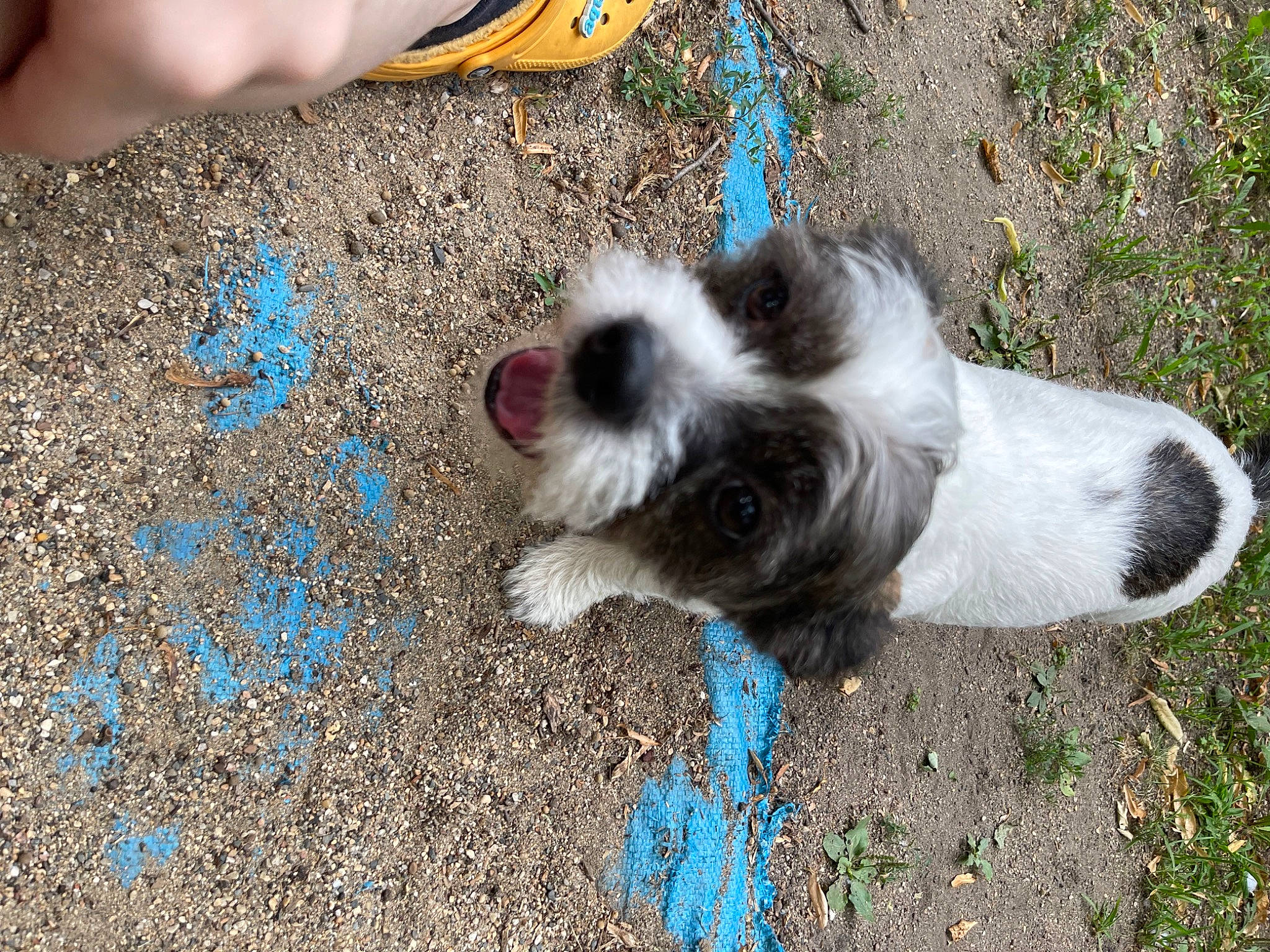 Theo joined the competition — help win amazing prizes! carnivore, companion_dog, dog, dog_breed, dog_supply, fur, grass, non_sporting_group, puppy, small_terrier, soil, tail, terrier, toy_dog, working_animal