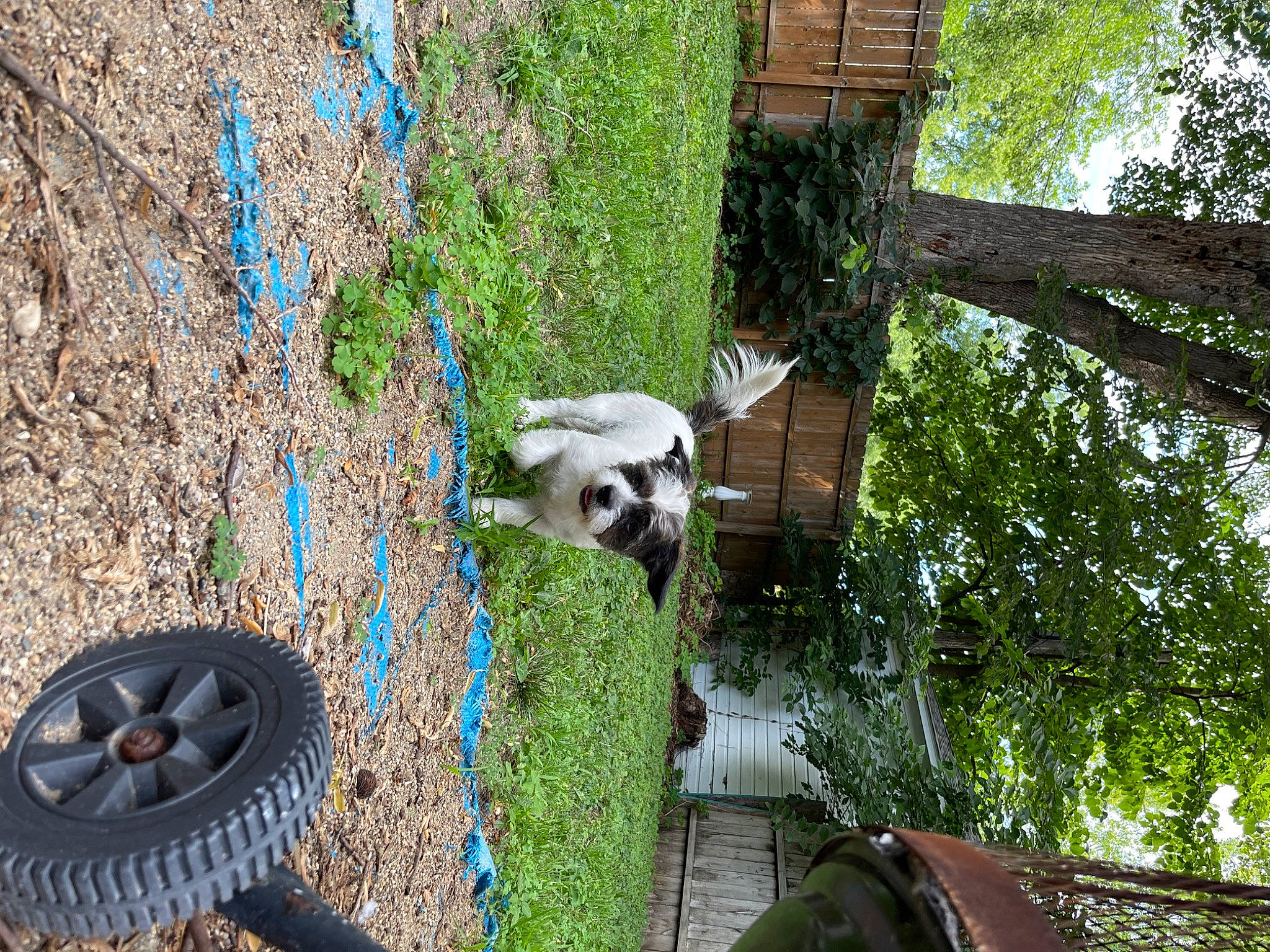 Theo is registered to the contest to win money with this photo: automotive_tire, carnivore, circle, companion_dog, dog, dog_breed, drainage, grass, panda, plant, rim, road_surface, shrub, soil, sporting_group, terrestrial_animal, tree, trunk, wood, working_animal