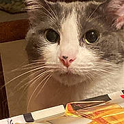 Mason joined the competition — help win amazing prizes! animal, cat, closeup, curious, domestic_cat, ears, eyes, face, feline, fur, gray_cat, indoor, looking, nose, pet, sitting, table, tablecloth, whiskers, white_cat