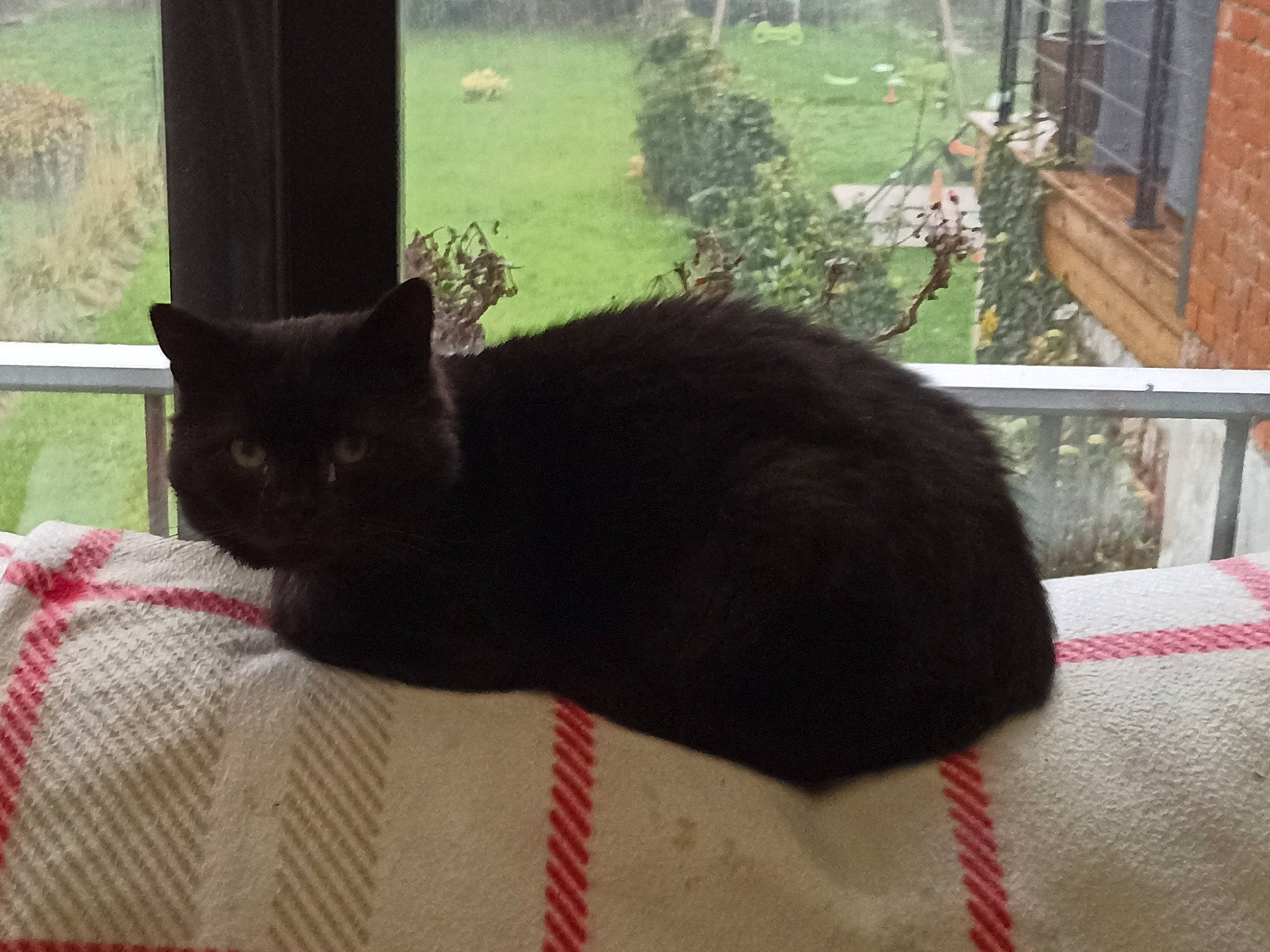 Batman a rejoint le concours — aidez-le/la à gagner de superbes lots ! black_cat, bombay, carnivore, cat, chair, comfort, domestic_short_haired_cat, felidae, fur, grass, linens, pattern, plant, small_to_medium_sized_cats, tail, tints_and_shades, tree, whiskers, window, wood