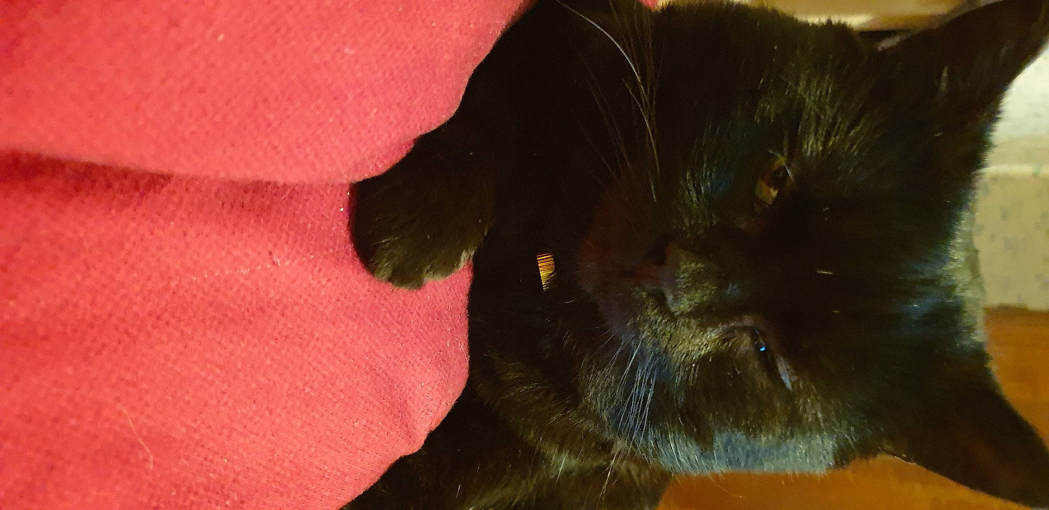 Batman a rejoint le concours — aidez-le/la à gagner de superbes lots ! black_cat, bombay, carmine, carnivore, cat, claw, close_up, coquelicot, dog_breed, domestic_short_haired_cat, felidae, fur, gesture, liver, small_to_medium_sized_cats, tail, terrestrial_animal, tints_and_shades, whiskers