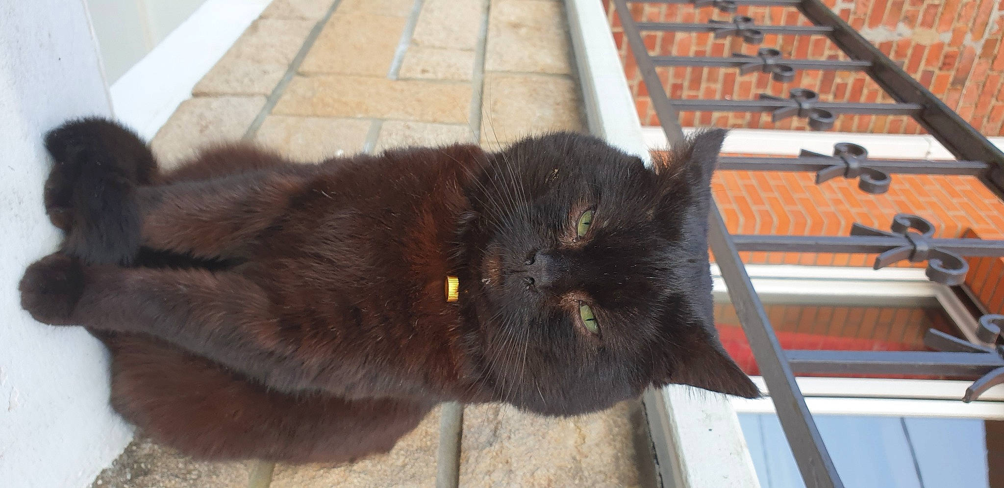 Batman participe au concours pour gagner de l'argent avec cette photo : black_cat, bombay, carnivore, cat, claw, domestic_short_haired_cat, felidae, fur, small_to_medium_sized_cats, snout, tail, terrestrial_animal, whiskers