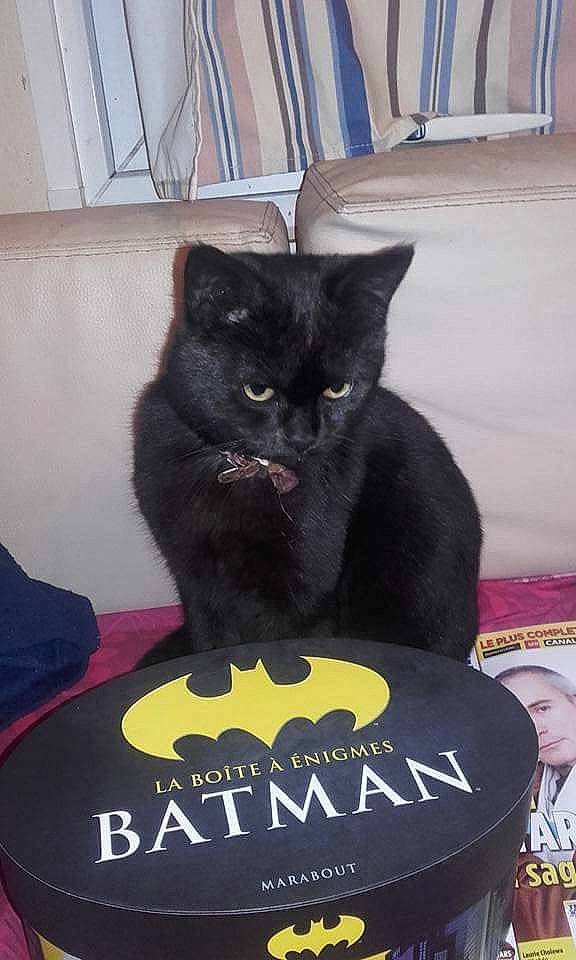 Batman a rejoint le concours — aidez-le/la à gagner de superbes lots ! black_cat, bombay, carnivore, cat, cat_supply, domestic_short_haired_cat, felidae, font, fur, logo, photo_caption, sitting, small_to_medium_sized_cats, snout, tail, terrestrial_animal, whiskers, window