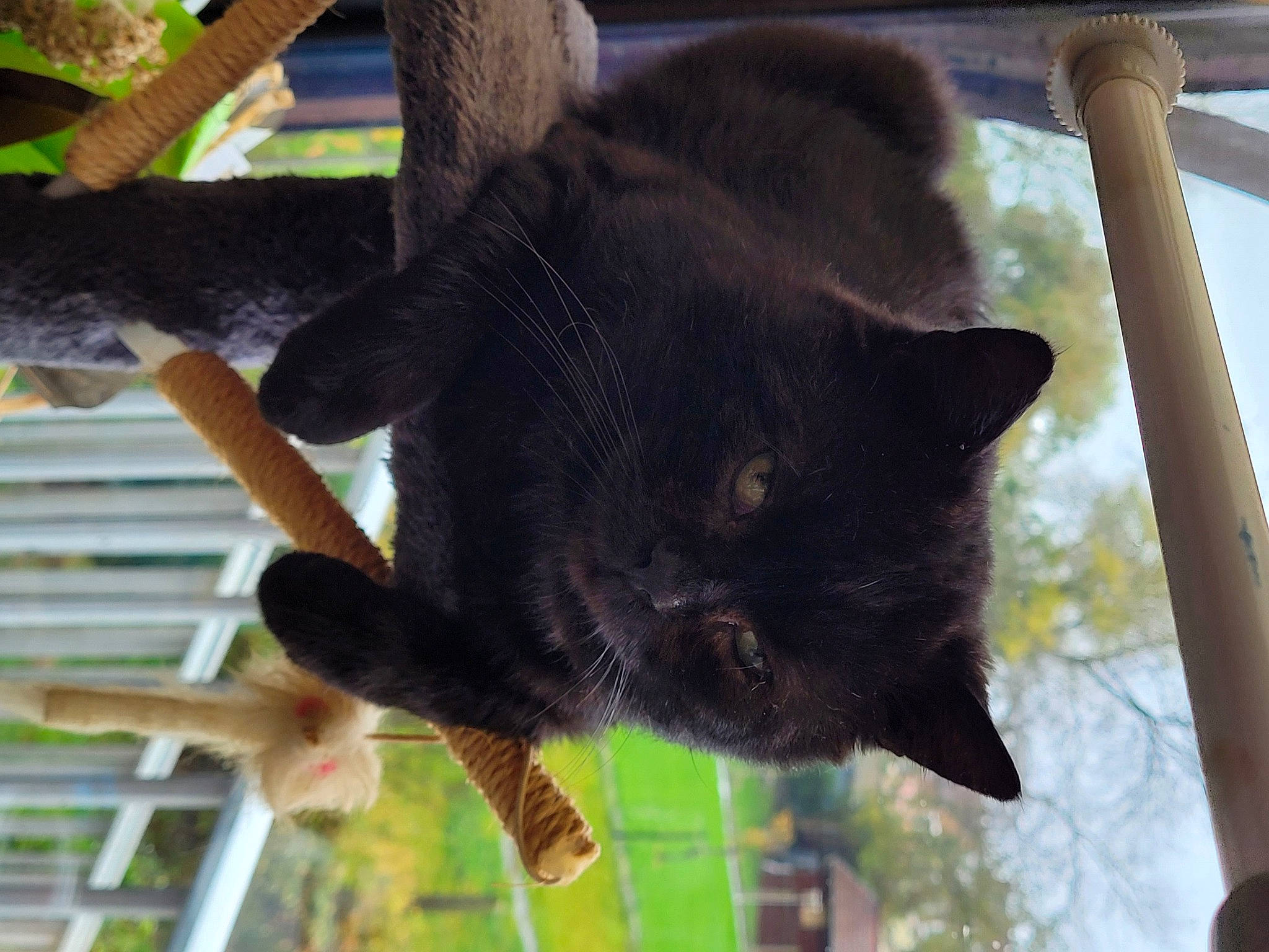 Batman participe au concours pour gagner de l'argent avec cette photo : black_cat, bombay, carnivore, cat, claw, dog_breed, domestic_short_haired_cat, felidae, fur, grass, plant, small_to_medium_sized_cats, snout, tail, terrestrial_animal, tree, whiskers, window