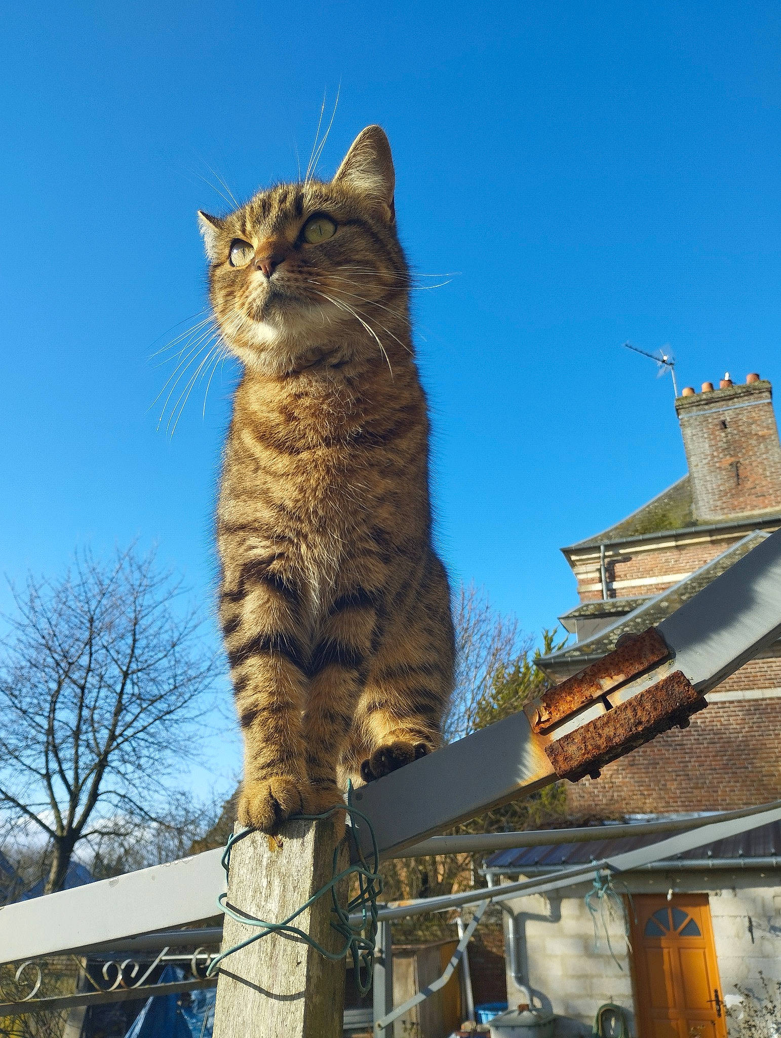 Titus participe au concours pour gagner de l'argent avec cette photo : blue, building, carnivore, cat, domestic_short_haired_cat, felidae, freezing, fur, plant, roof, sky, small_to_medium_sized_cats, snout, tail, tree, twig, whiskers, window, winter, wood