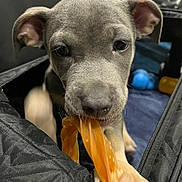 Mana is registered to the contest to win money with this photo: puppy, dog, toy, chew_toy, close_up, pet, animal, mouth, paw, black_bag, blanket, blue, orange, cute, young, indoor, playful, curious, fur, ears