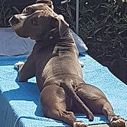 Ayden a rejoint le concours — aidez-le/la à gagner de superbes lots ! dog, animal, pet, outdoor, sunlight, lounge_chair, blue_towel, relaxed, brown_fur, tail, legs, back_view, curious, daytime, garden, plants, shade, canine, summer, resting