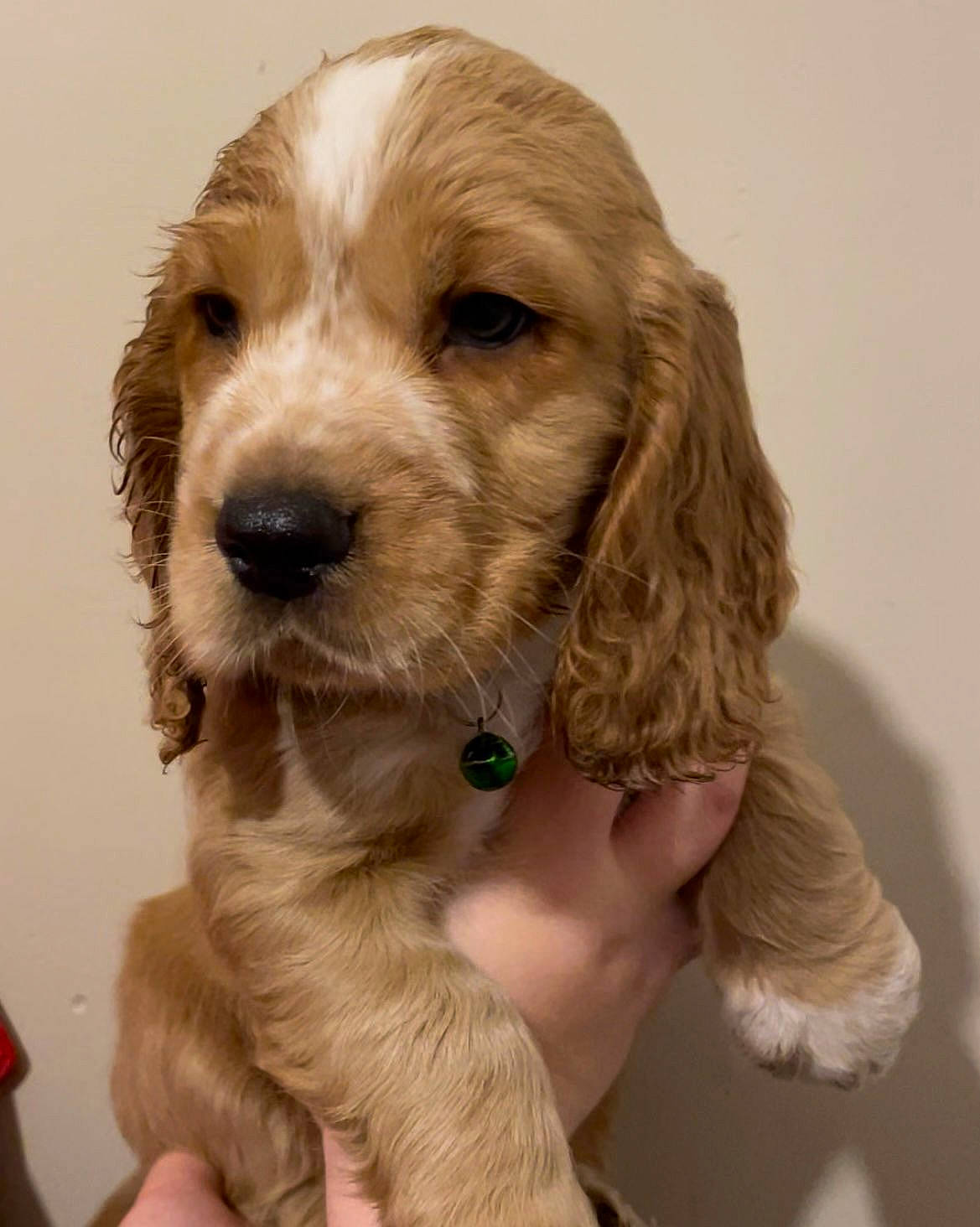 Clive is registered to the contest to win money with this photo: canidae, carnivore, companion_dog, dog, dog_breed, dog_collar, dog_supply, fawn, fur, liver, puppy, snout, sporting_group, working_animal