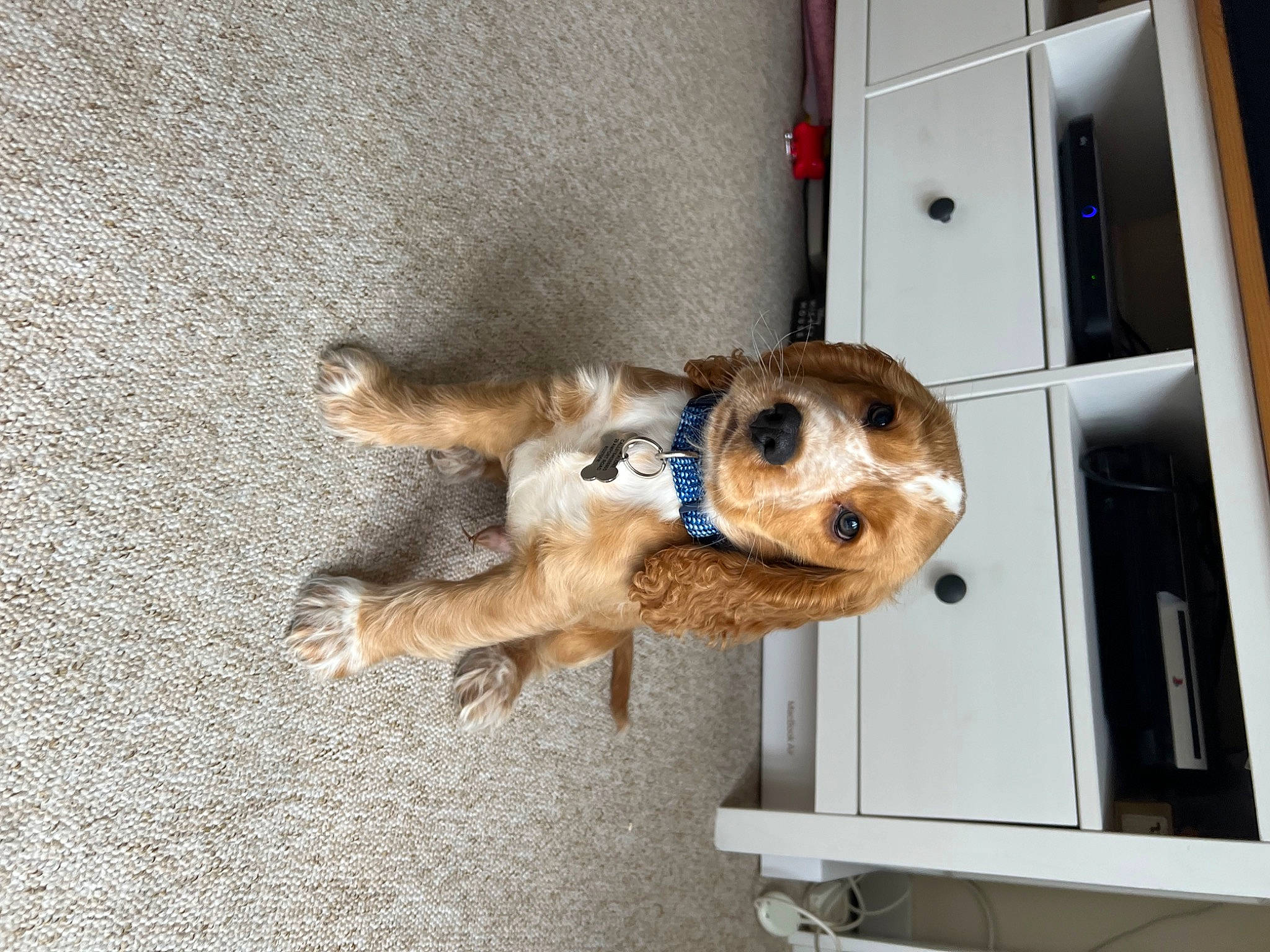 Clive joined the competition — help win amazing prizes! canidae, carnivore, companion_dog, dog, dog_breed, fawn, fur, paw, pet_supply, snout, sporting_group, stuffed_toy, tail, toy, wood