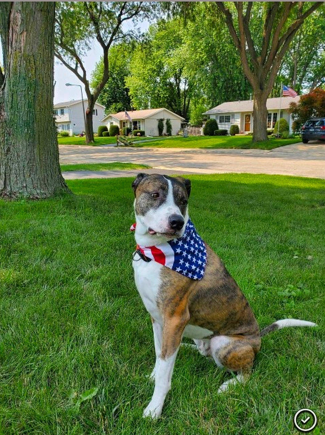 Chance is registered to the contest to win money with this photo: canidae, carnivore, collar, companion_dog, dog, dog_breed, dog_collar, dog_supply, fawn, grass, groundcover, lawn, plant, sky, sporting_group, tail, tree, working_animal, working_dog, yard