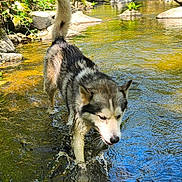 Shadow a rejoint le concours — aidez-le/la à gagner de superbes lots ! dog, husky, water, creek, outdoor, nature, animal, river, sunlight, greenery, rocks, forest, walking, pet, canine, summer, adventure, wet, fur, daytime