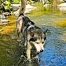 dog, husky, water, creek, outdoor, nature, animal, river, sunlight, greenery, rocks, forest, walking, pet, canine, summer, adventure, wet, fur, daytime