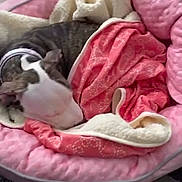 Bella is registered to the contest to win money with this photo: dog, puppy, pet_bed, pink_blanket, blanket, sleeping, collar, cozy, indoor, rug, striped_rug, pet, head, nose, closeup, home_interior, screenshot, social_media_ui, reaction_icons, time_display