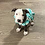dog, puppy, pet, pitbull, brindle, white_markings, turquoise_dress, floral_dress, ruffle, paws, ears, nose, wooden_floor, indoor, looking_up, cute, small, portrait, shadow, room