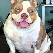 Rubis a rejoint le concours — aidez-le/la à gagner de superbes lots ! dog, pet, indoor, happy, smiling, tongue_out, brown_and_white, seated, ears_up, desk, chair, mug, floor, tile_floor, computer_monitor, cords, cute, friendly, animal, companion