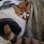 Dj Nighttime Dan is registered to the contest to win money with this photo: abyssinian, animal, blanket, cat, couch, face, furniture, head, homedecor, kitten, linen, manx, person, pet, photography, portrait, quilt, siamese, sleeping, towel