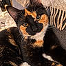 Perle participe au concours pour gagner de l'argent avec cette photo : cat, calico_cat, feline, pet, animal, portrait, close_up, whiskers, ears, eyes, golden_eyes, fur, black_fur, orange_fur, white_fur, sitting, lounging, blanket, indoor, cozy