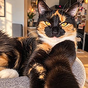 Perle participe au concours pour gagner de l'argent avec cette photo : cat, tortoiseshell, calico, pet, feline, golden_eyes, whiskers, ears, paw, fur, black_fur, orange_fur, white_fur, indoor, home, chair, portrait, close_up, relaxed, funny_pose