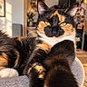 cat, tortoiseshell, calico, pet, feline, golden_eyes, whiskers, ears, paw, fur, black_fur, orange_fur, white_fur, indoor, home, chair, portrait, close_up, relaxed, funny_pose