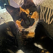 Perle is registered to the contest to win money with this photo: animal, black_fur, calico, cat, close_up, couch, cozy, cushion, ears, eyes, feline, fur, indoor, orange_fur, pet, portrait, relaxed, tortoiseshell, whiskers, white_fur