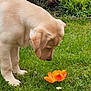 canine, closeup, curious, dog, flower, garden, golden_retriever, grass, greenery, leaf, nature, orange_flower, outdoor, pet, plants, puppy, sniffing, spring, summer, young_dog