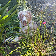 Azur participe au concours pour gagner de l'argent avec cette photo : animal, bush, collar, curly_plants, cute, daylight, dog, flower, fur, garden, greenery, happy, leaves, nature, outdoor, pet, plants, relaxed, soil, sunlight