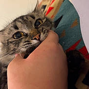 Shadow joined the competition — help win amazing prizes! cat, tabby, hand, bite, playful, blanket, indoor, feline, pet, animal, paw, whiskers, closeup, curious, cute, striped, domestic, mischievous, fur, claws