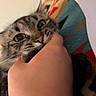cat, tabby, hand, bite, playful, blanket, indoor, feline, pet, animal, paw, whiskers, closeup, curious, cute, striped, domestic, mischievous, fur, claws