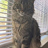 Shadow joined the competition — help win amazing prizes! cat, tabby, fluffy, windowsill, window, blinds, indoor, pet, animal, feline, sitting, fur, whiskers, ears, eyes, natural_light, curious, calm, domestic_cat, house