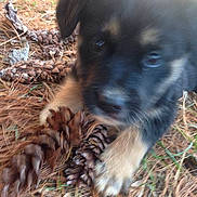 Copper is registered to the contest to win money with this photo: