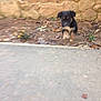 Copper is registered to the contest to win money with this photo: