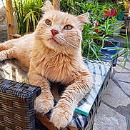 Chouchou participe au concours pour gagner de l'argent avec cette photo : animal, cat, closeup, curious, feline, fur, ginger_cat, glass_table, greenery, outdoor, paws, pet, plant, relaxing, resting, serene, sunlight, table, whiskers, wicker_chair