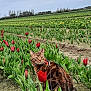 Scarlett a rejoint le concours — aidez-le/la à gagner de superbes lots ! animal, bloom, cat, flora, flower_field, garden, greenery, harness, landscape, leaf, leash, nature, outdoor, pet, plants, row, sky, spring, tabby_cat, tulip