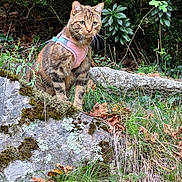 Scarlett participe au concours pour gagner de l'argent avec cette photo : animal, bush, cat, closeup, curious, daylight, feline, grass, greenery, harness, leaves, moss, nature, outdoor, pet, plant, rock, sitting, tabby_cat, wildlife
