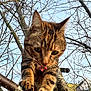 Scarlett participe au concours pour gagner de l'argent avec cette photo : animal, branch, cat, claws, closeup, curious, daylight, ears, fur, mammal, nature, outdoor, pet, playful, sky, tabby, tongue, tree, whiskers, wildlife