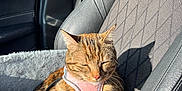 Scarlett participe au concours pour gagner de l'argent avec cette photo : animal, car_interior, car_seat, cat, closeup, cozy, daylight, feline, harness, indoor, leather_bag, orange, pet_bed, relaxing, resting, seat_belt, shadow, striped, sunlight, tabby