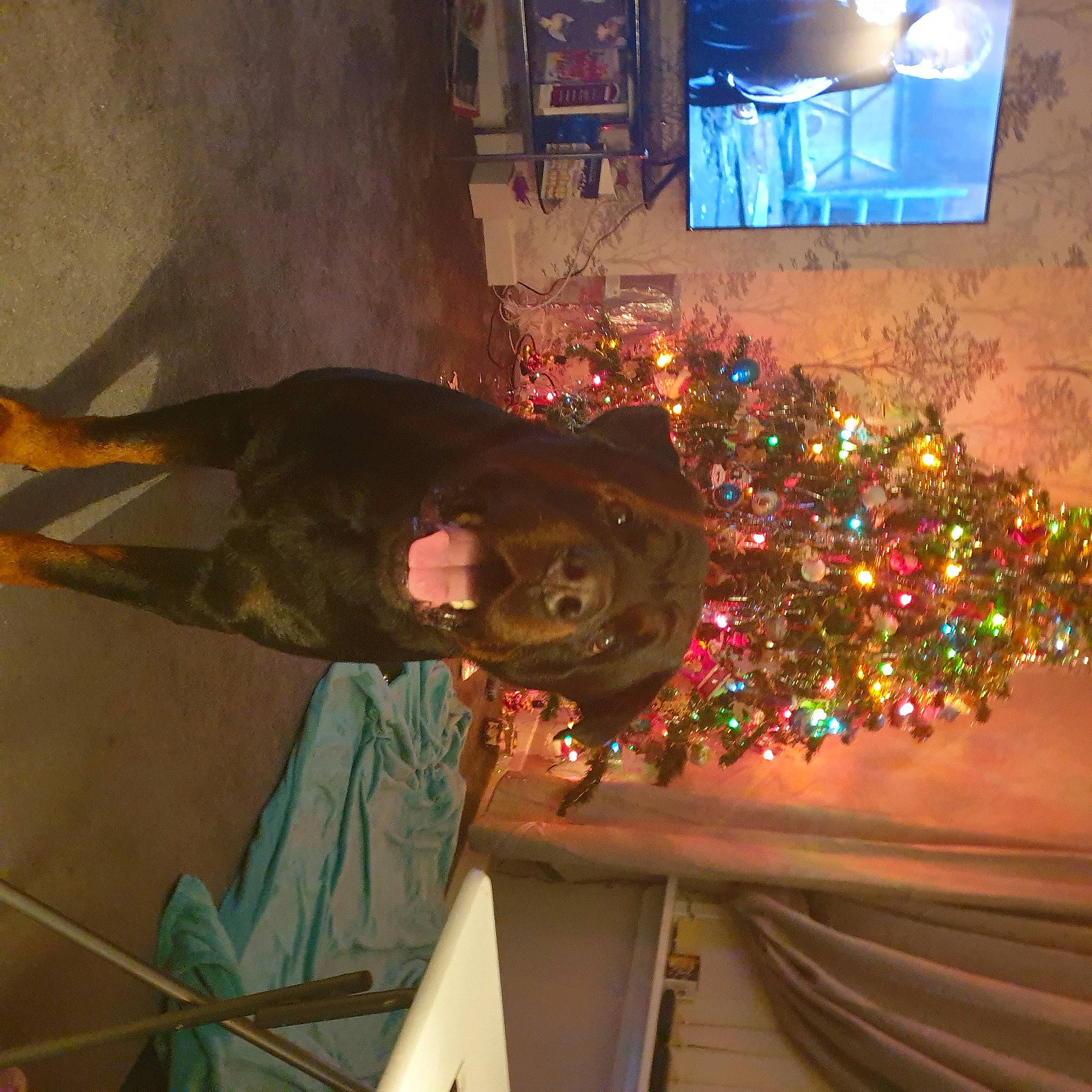 Bruce joined the competition — help win amazing prizes! art, christmas, christmas_decoration, christmas_eve, christmas_ornament, christmas_tree, event, fun, hat, holiday, holiday_ornament, light, metal, ornament, plant, space, television, tradition, tree, wood